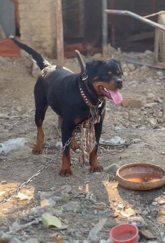 rottweiler female imported breed 1