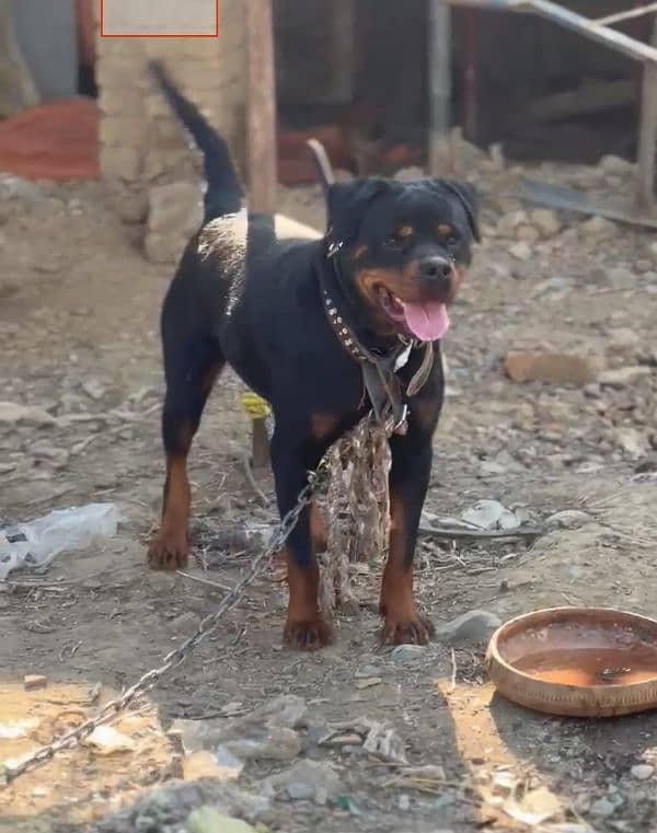 rottweiler female imported breed 2