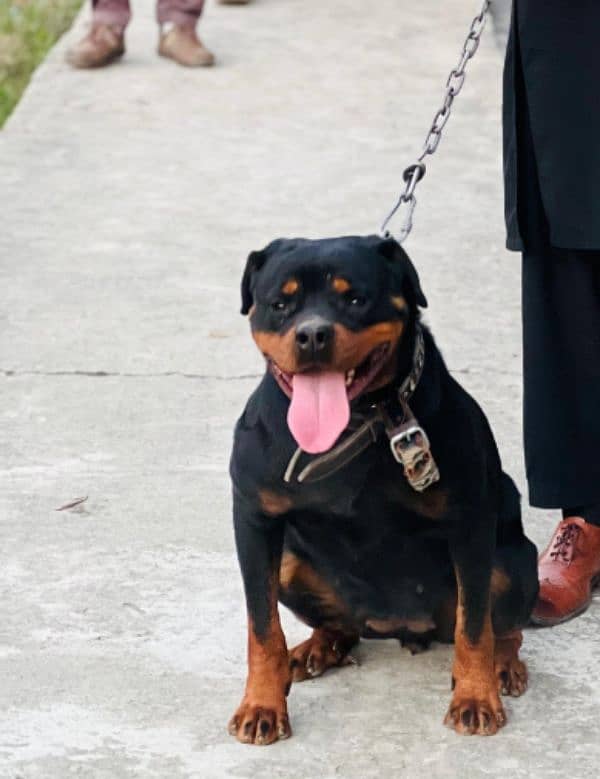 rottweiler female imported breed 3