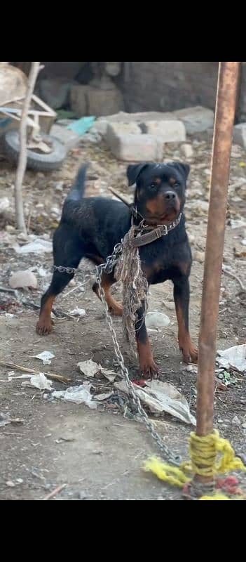 rottweiler female imported breed 4