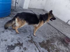 2 German Shepherd female mother and daughter for sale