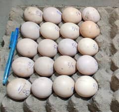 Heera male or Thai female k eggs