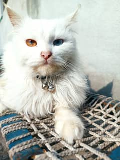 Odd Persian cat Male for sell