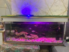 Fish Aquarium For Sale