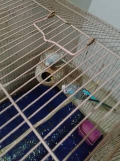 lovebirds/budgies with cage