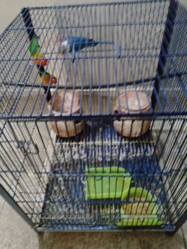 lovebirds/budgies with cage 3