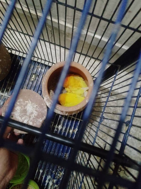 lovebirds/budgies with cage 4