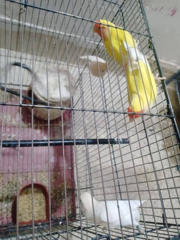 lovebirds/budgies with cage 5