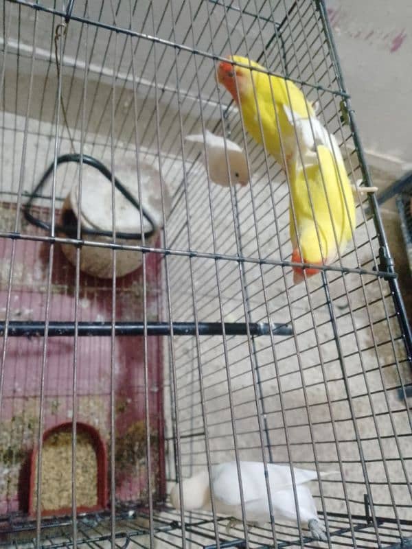 lovebirds/budgies with cage 6