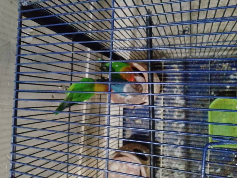 lovebirds/budgies with cage 7