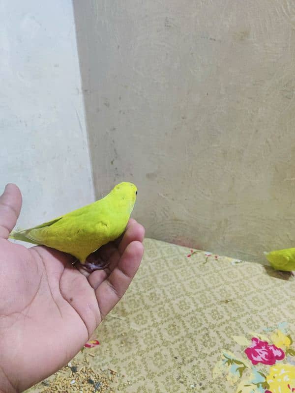 Hand tame baby budgies available 0