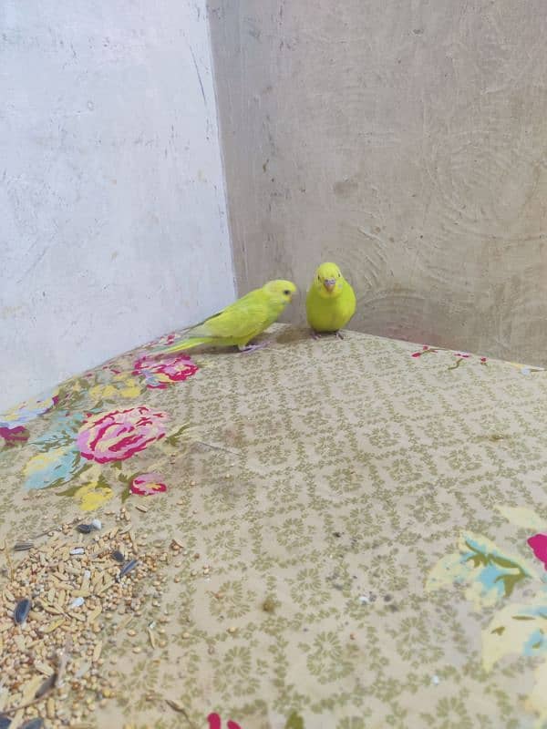 Hand tame baby budgies available 1