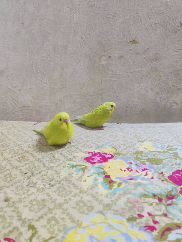 Hand tame baby budgies available 2