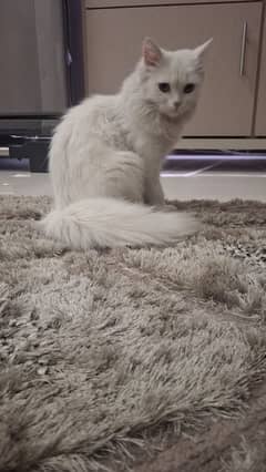 beautiful Persian cat