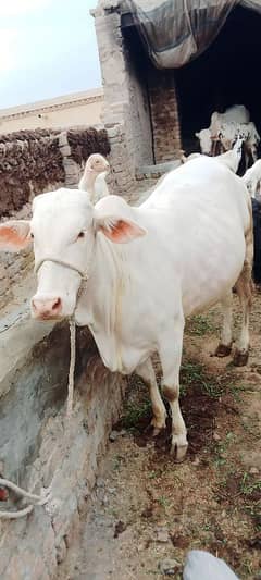 Cow Gulabi