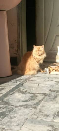 Persian Triple Coated Male Cat