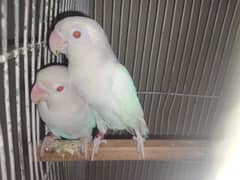 Albino red eyes breader pair for sell