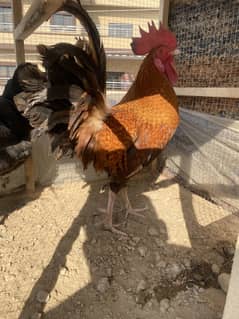 Desi egg laying hens for sale , 1 murga 2murgiya