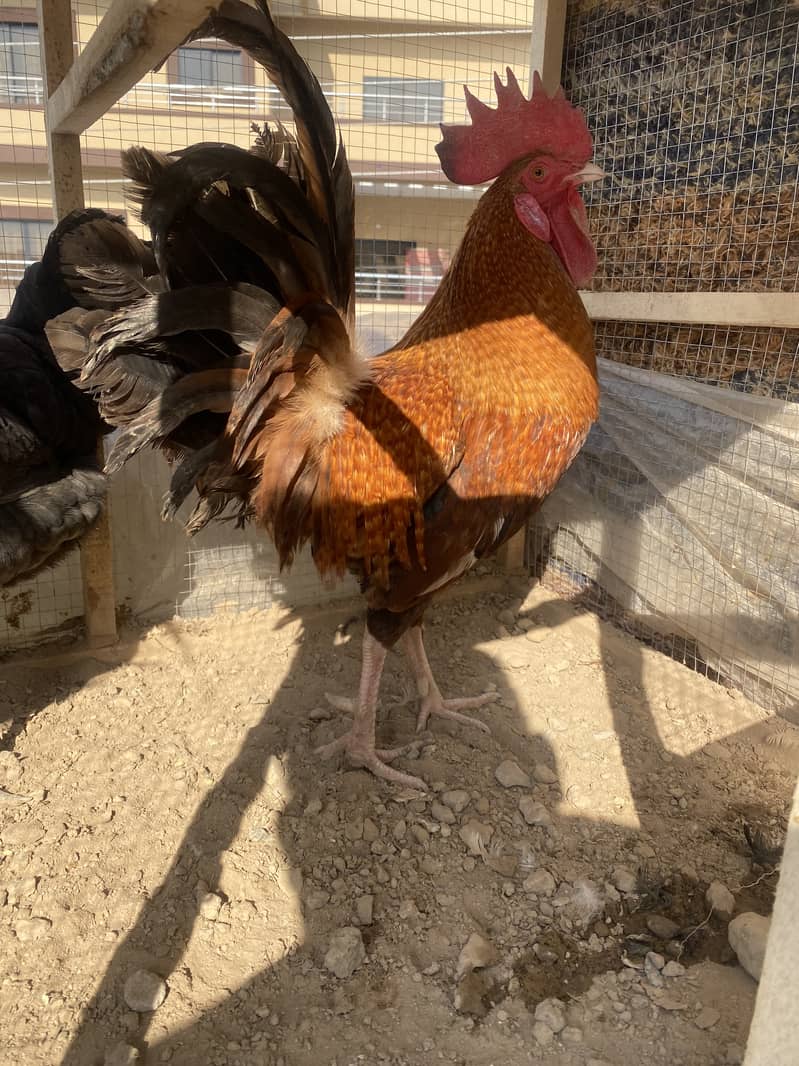 Desi egg laying hens for sale , 2 murga 3 murgiya 0