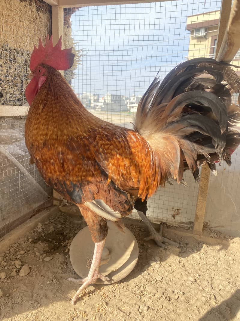 Desi egg laying hens for sale , 2 murga 3 murgiya 1