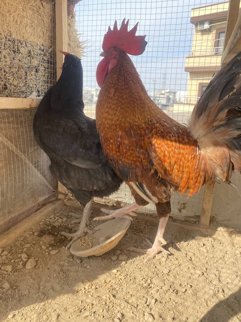 Desi egg laying hens for sale , 2 murga 3 murgiya 2