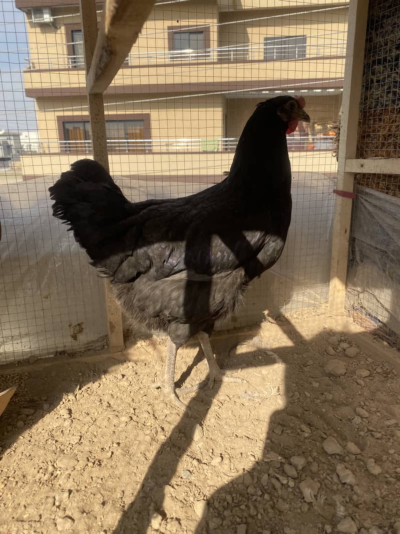 Desi egg laying hens for sale , 2 murga 3 murgiya 3