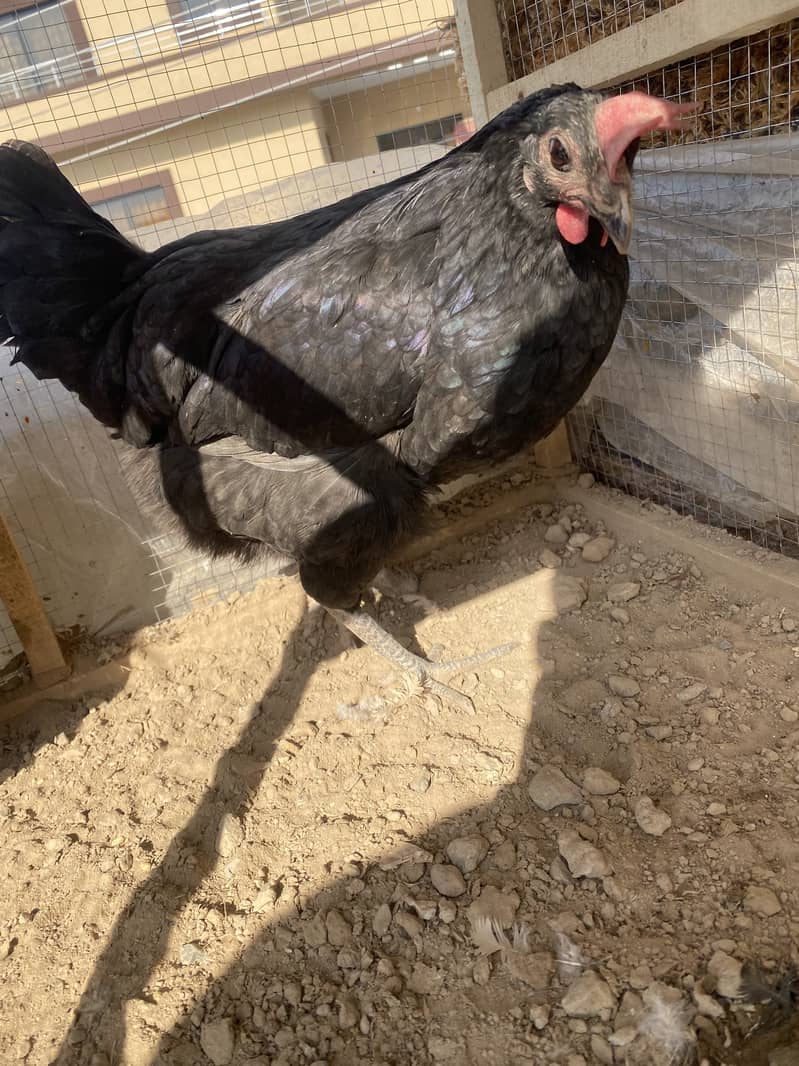 Desi egg laying hens for sale , 2 murga 3 murgiya 4