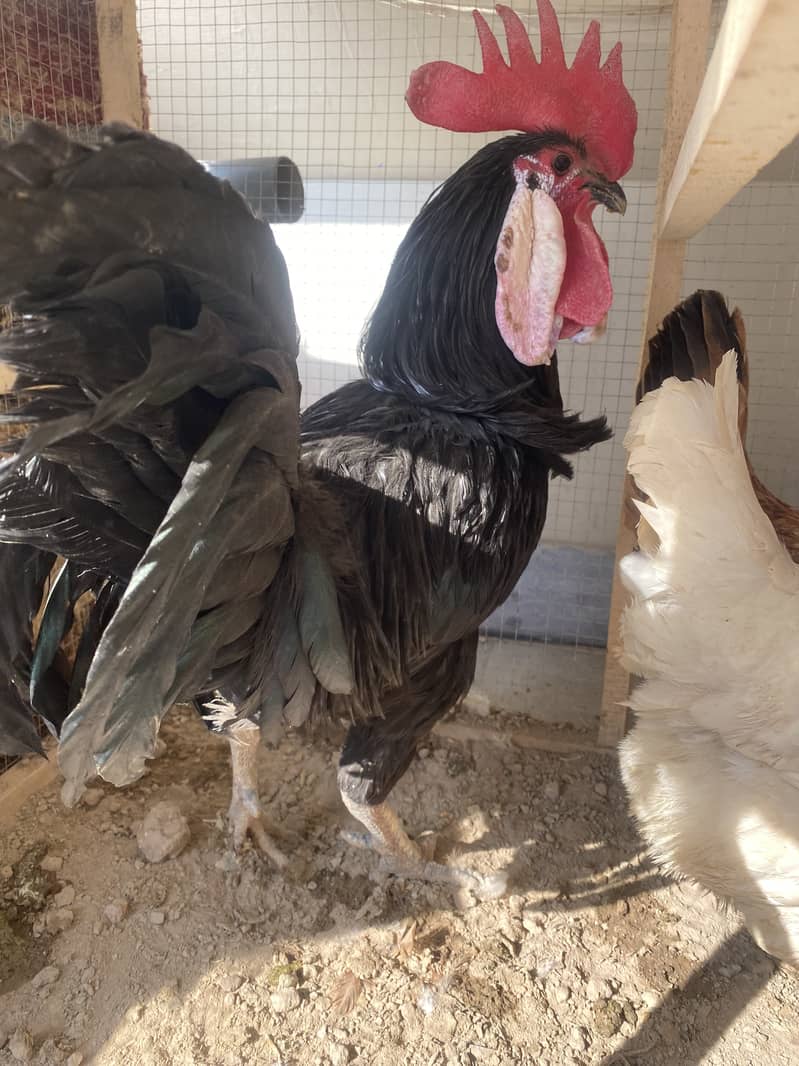 Desi egg laying hens for sale , 2 murga 3 murgiya 6