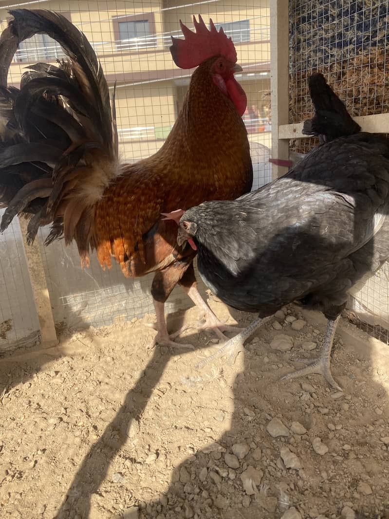 Desi egg laying hens for sale , 2 murga 3 murgiya 7