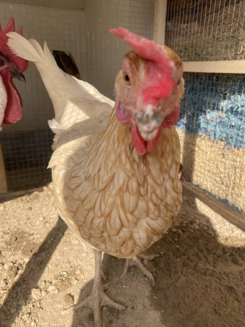 Desi egg laying hens for sale , 2 murga 3 murgiya 8