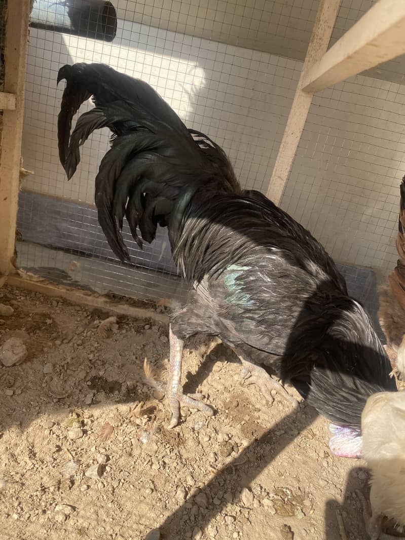 Desi egg laying hens for sale , 2 murga 3 murgiya 10