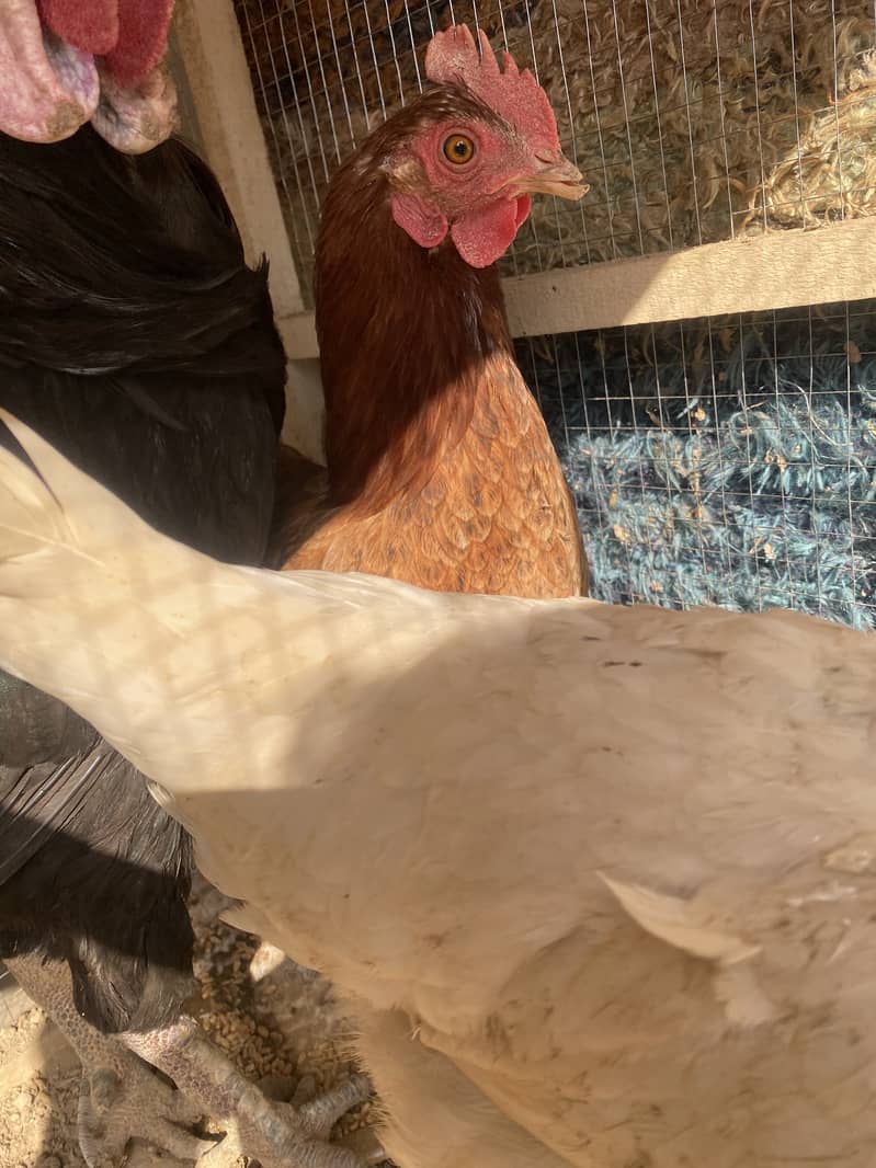 Desi egg laying hens for sale , 2 murga 3 murgiya 11