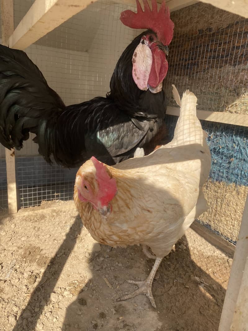 Desi egg laying hens for sale , 2 murga 3 murgiya 12