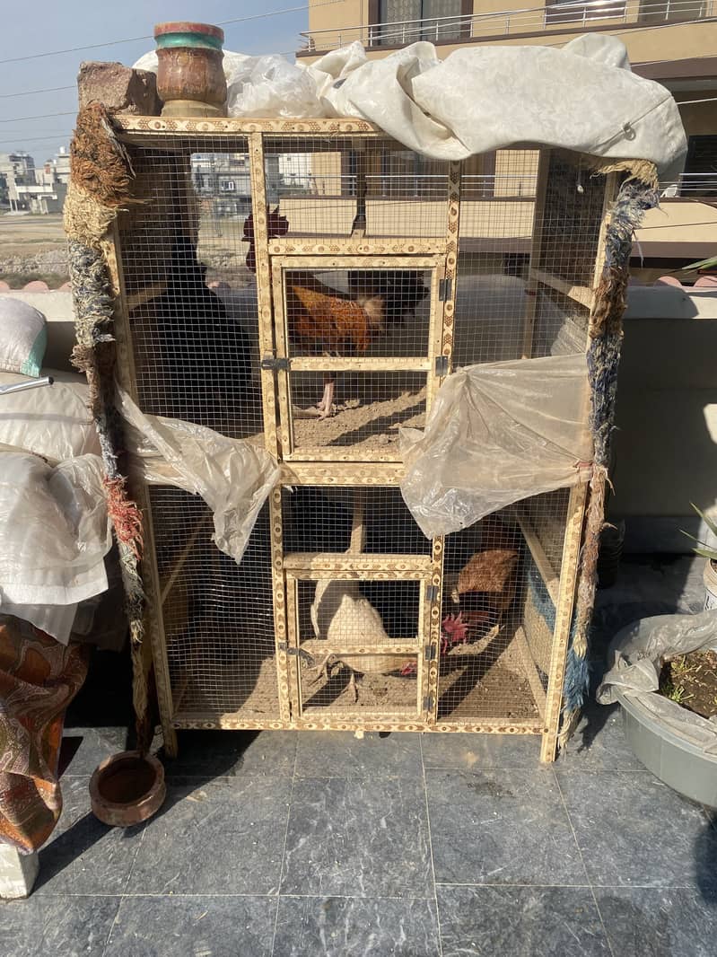 Desi egg laying hens for sale , 2 murga 3 murgiya 14