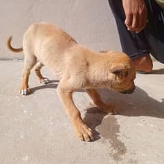 I want to sell  this dogs breed bhagyari