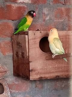 0327-0277654/parrot/cage/love bird/cocktail/albino/fisher/Opline/parbl