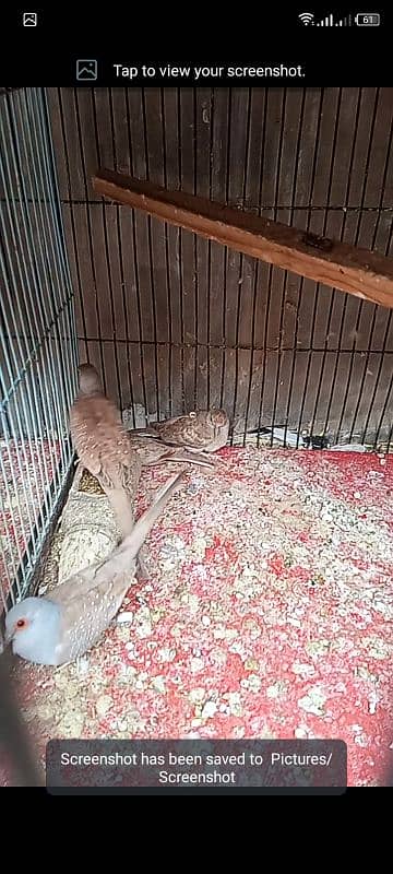 red dove breeder pair for sell 0