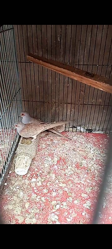 red dove breeder pair for sell 1