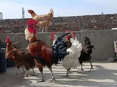 pure Desi hen , Desi murgiyan , golden misri , Desi murga , white hen