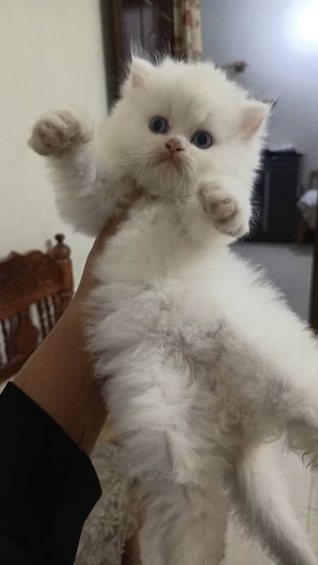 White Persian Cat with Blue Eyes Ready for a Loving Home triple coated 0