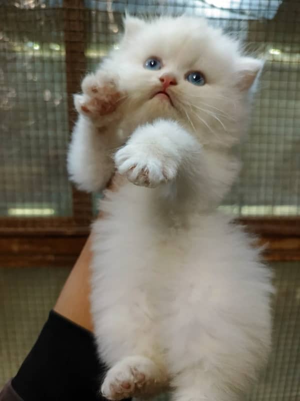 White Persian Cat with Blue Eyes Ready for a Loving Home triple coated 1