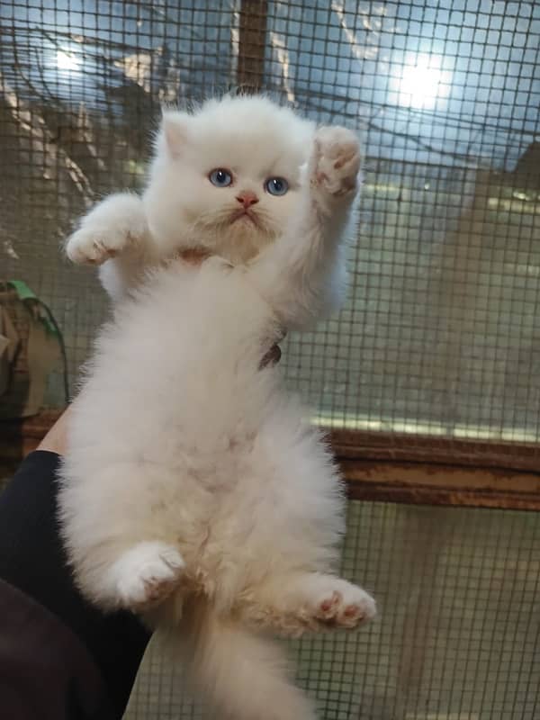 White Persian Cat with Blue Eyes Ready for a Loving Home triple coated 2