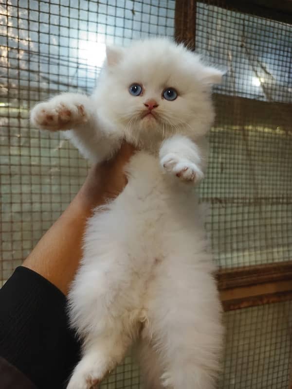 White Persian Cat with Blue Eyes Ready for a Loving Home triple coated 3