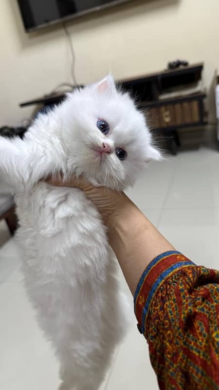 White Persian Cat with Blue Eyes Ready for a Loving Home triple coated 4