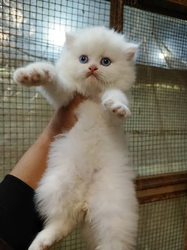 White Persian Cat with Blue Eyes Ready for a Loving Home triple coated 5