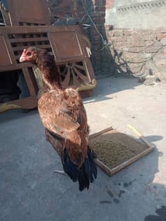 Long hight pure aseel hen