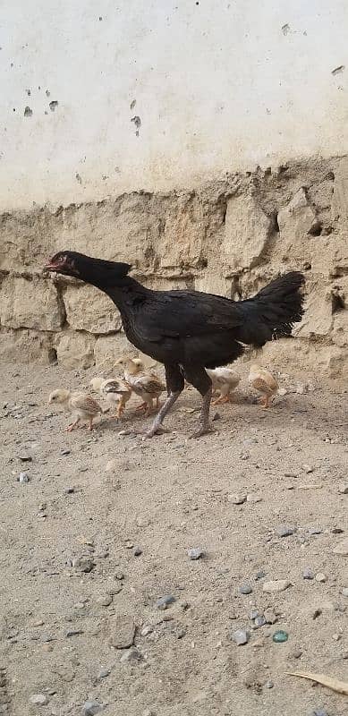 URGENT SALE with 7 chicks 3