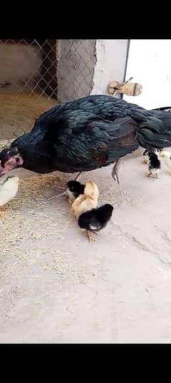 Pure Aseel Lasani Murgi and Chicks | Murgi Chicks | Aseel Lasani murgi