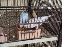 Australian Budgies For Sale