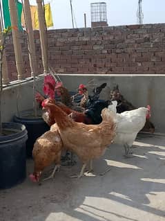 Desi murgi , Desi hen , Desi murga , andoon wali murgiyan, pure desi